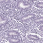 Immunohistochemical staining of human endometrium shows no positivity in glandular cells as expected.