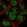 Anti-EBF1 Antibody