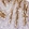 Anti-ASAH2 Antibody
