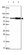 Anti-ASAH2 Antibody