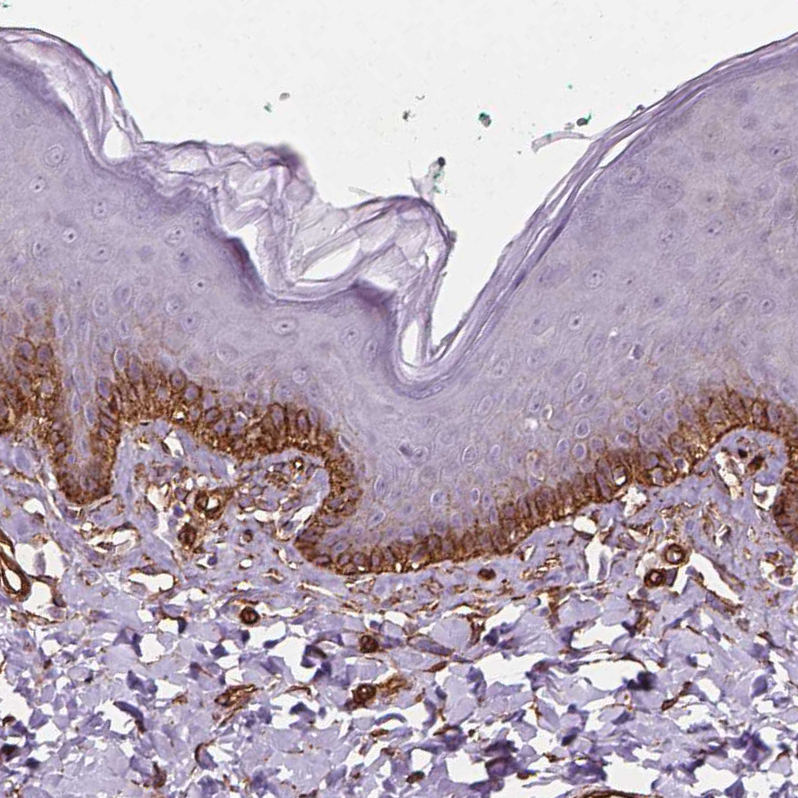 Anti-EGFL8 Antibody