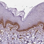 Anti-EGFL8 Antibody