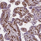 Immunohistochemical staining of human placenta shows strong membranous positivity in endothelial cells.