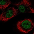 Anti-ZNF169 Antibody