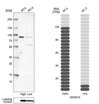 Western blot analysis in human cell lines RT-4 and PC-3 using Anti-ADAM10 antibody. Corresponding ADAM10 RNA-seq data are presented for the same cell lines. Loading control: Anti-PFN1.