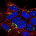 Immunofluorescent staining of human cell line HEK 293 shows localization to the Golgi apparatus.