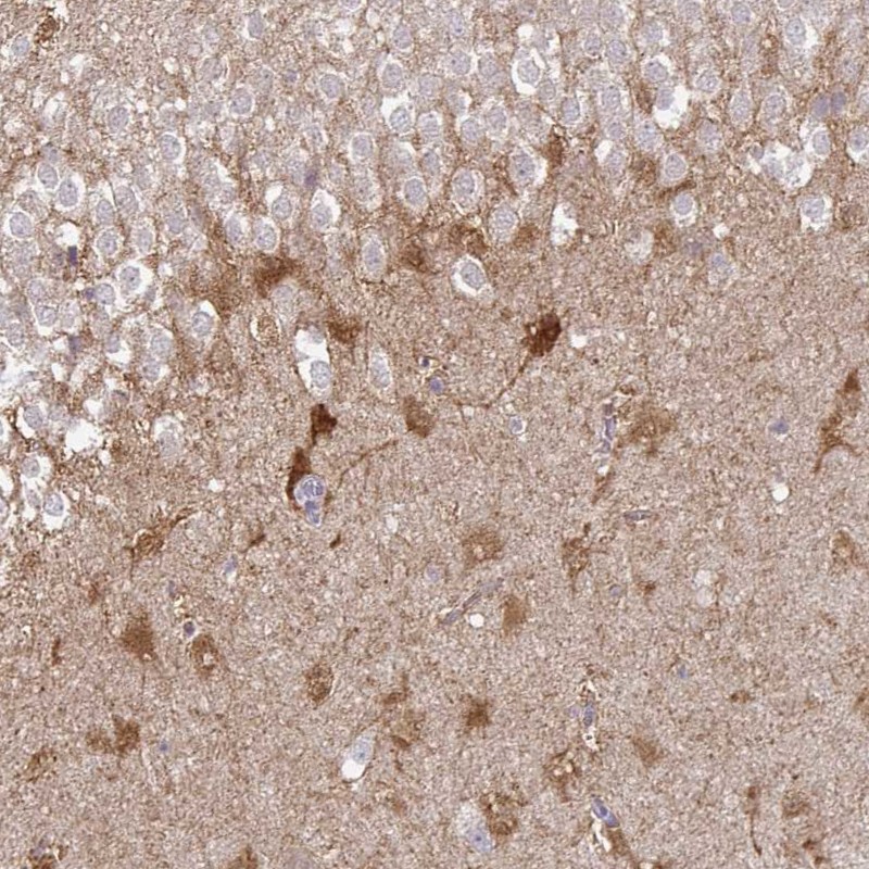 Anti-SHISA4 Antibody