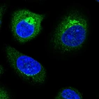 Immunofluorescent staining of human cell line A549 shows localization to endoplasmic reticulum & the Golgi apparatus.
