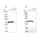 Anti-GAPDH Antibody