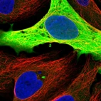 Immunofluorescent staining of human cell line U-2 OS shows localization to nuclear membrane, plasma membrane & cytosol.