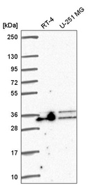 Anti-ALYREF Antibody