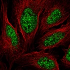 Immunofluorescent staining of human cell line U-2 OS shows localization to nuclear speckles.