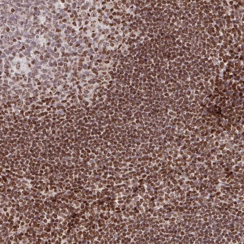 Anti-C19orf53 Antibody