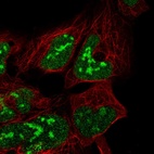 Anti-C19orf53 Antibody