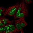 Immunofluorescent staining of human cell line HEK 293 shows localization to nucleus & nucleoli.