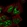 Anti-C19orf53 Antibody