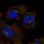 Immunofluorescent staining of human cell line U-251 MG shows localization to the Golgi apparatus & centrosome.