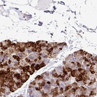 Anti-EIF5A Antibody