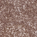 Anti-SRSF1 Antibody