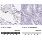 Anti-SPACA4 Antibody