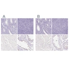 Immunohistochemical staining of human endometrium, lymphoid tissues, skeletal muscle and testis using Anti-SPACA4 antibody HPA061302 (A) shows similar protein distribution across tissues to independent antibody HPA041927 (B).