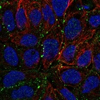 Anti-CLDN23 Antibody
