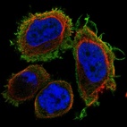 Anti-DNAJB13 Antibody