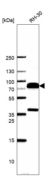 Anti-TRIM36 Antibody