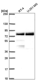 Anti-TRIM36 Antibody