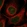Anti-BTBD11 Antibody