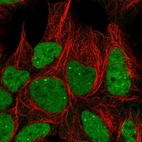 Immunofluorescent staining of human cell line HEK 293 shows localization to nuclear bodies.