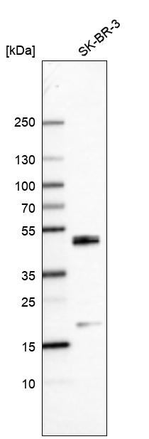 Anti-CEBPB Antibody