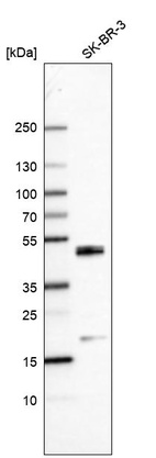 Anti-CEBPB Antibody