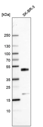 Anti-CEBPB Antibody