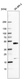 Anti-CEBPB Antibody