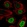 Anti-CEBPB Antibody