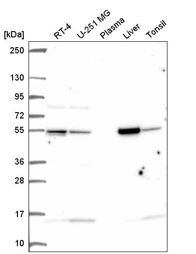 Anti-GLUD1 Antibody