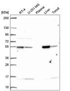 Anti-GLUD1 Antibody