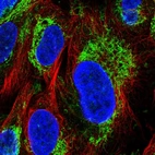 Immunofluorescent staining of human cell line U-2 OS shows localization to mitochondria.