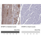 Anti-MYBPH Antibody