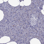 Anti-MYBPH Antibody