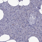 Immunohistochemical staining of human pancreas shows no cytoplasmic positivity in exocrine glandular cells as expected.