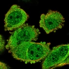 Immunofluorescent staining of human cell line PC-3 shows localization to nucleoplasm & cytosol.