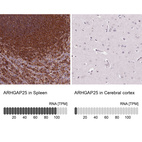 Anti-ARHGAP25 Antibody