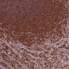 Immunohistochemical staining of human spleen shows high expression.