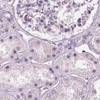 Immunohistochemical staining of human kidney using Anti-ARHGAP25 antibody HPA061395.