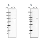 Anti-ARHGAP25 Antibody