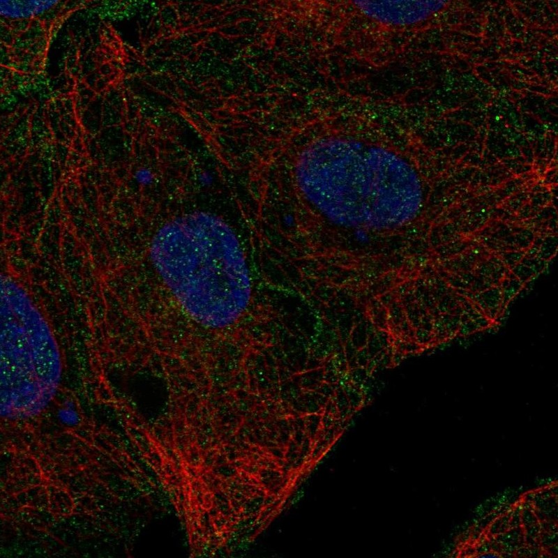 Anti-CD99L2 Antibody