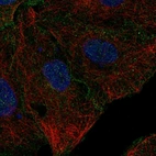 Anti-CD99L2 Antibody
