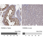 Anti-FARSB Antibody